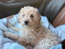Maltipoo kisfiu / apa toy uszkár / anya máltai selyem.