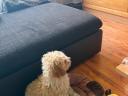 Maltipoo kisfiu / apa toy uszkár / anya máltai selyem.