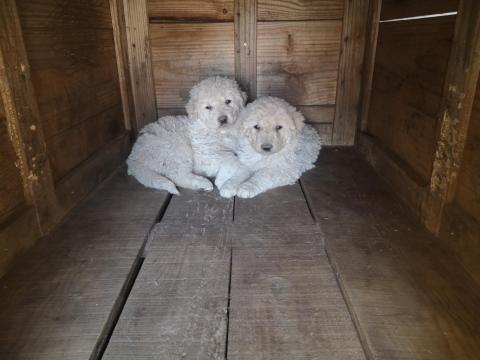 Kuvasz