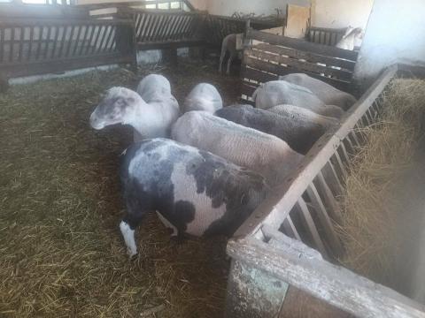 Vágóbirka eladó