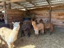 Alpakák eladó