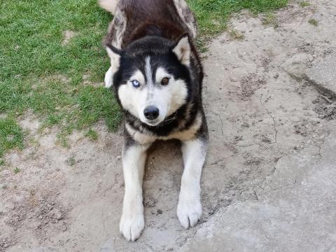 5 éves fiú husky ingyen elvihető