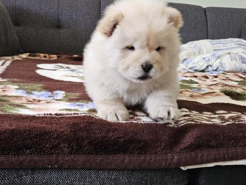 2 db csau-csau jellegű (Chow Chow) kiskutya