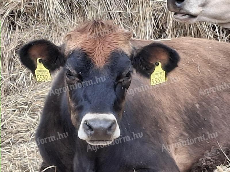 Haszonállat, Jersey tehén, vemhes üsző