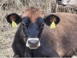Haszonállat, Jersey tehén, vemhes üsző