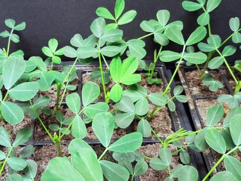 Földimogyoró palánta cserepes, vegyszermentesen nevelt