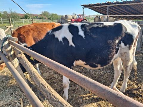 Holstein üsző eladó