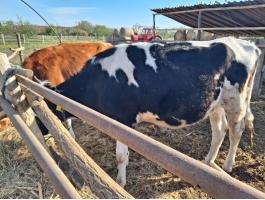 Holstein üsző eladó