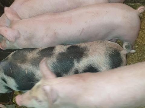 Eladó 12 db 35-40 kg süldő malac