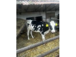 Eladó 5 hónapos üsző