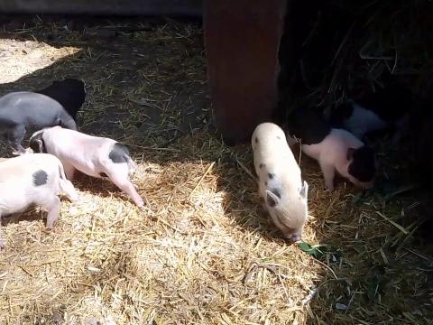 Eladók/foglalhatók vietnámi választási kismalacok