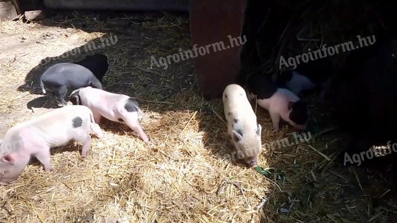 Eladók/foglalhatók vietnámi választási kismalacok