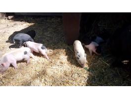 Eladók/foglalhatók vietnámi választási kismalacok