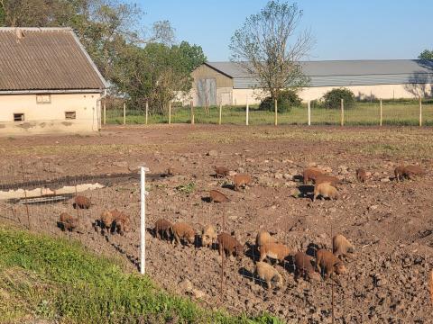Mangalica kismalacok