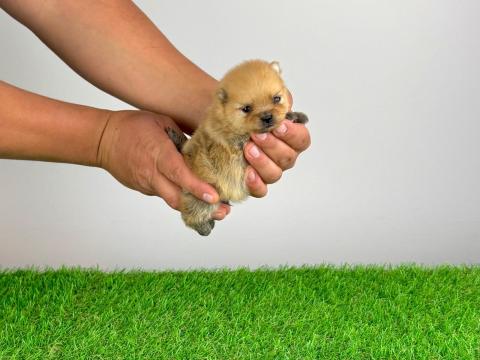Törzskönyves Pomerániai törpespitz Pomi kiskutya