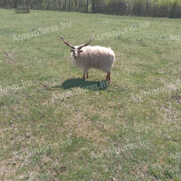 Racka kos eladó