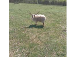 Racka kos eladó
