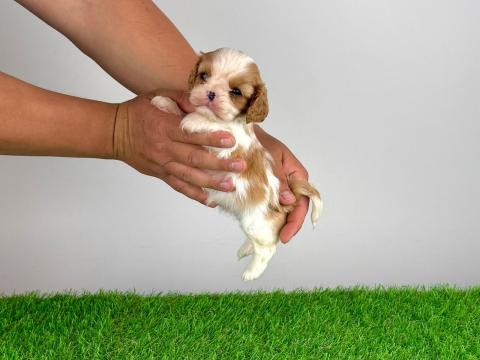 Törzskönyves Cavalier King Charles Spániel kiskutya