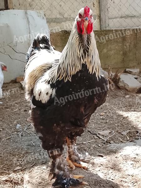 Ezüst brahma