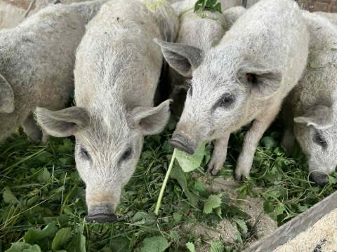 Választási mangalica malacok