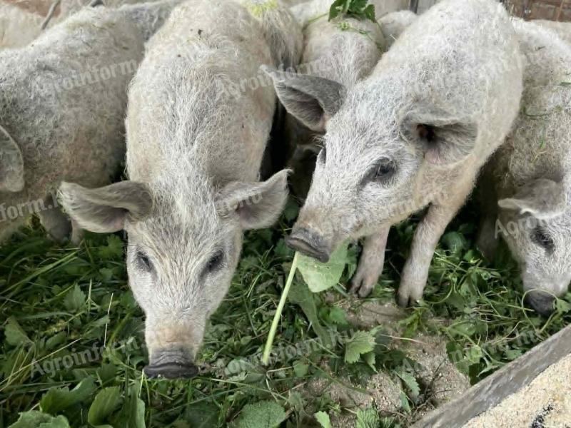 Választási mangalica malacok