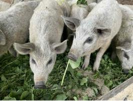 Választási mangalica malacok