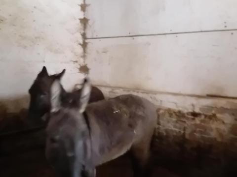 Szamár