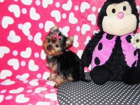 Mini törzskönyves kislány Yorki Yorkshire Terrier