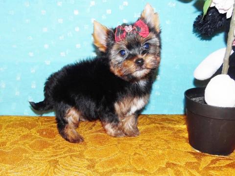 Mini Törzskönyves Yorkshire Terrier Yorki