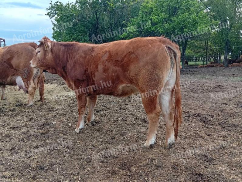 Limousin vemhes üsző eladó.
