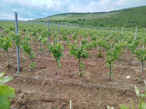 Merlot Eger Nagy-Eged dűlő