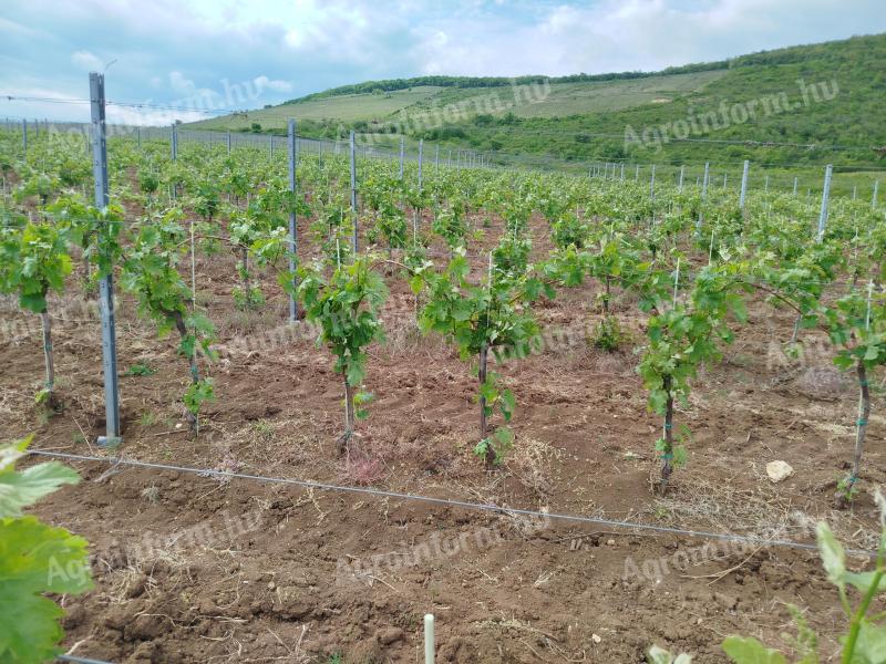 Merlot Eger Nagy-Eged dűlő