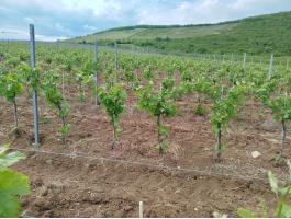Merlot Eger Nagy-Eged hegy dűlő