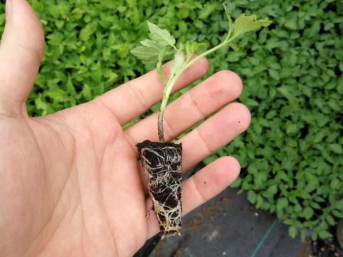 Lucullus paradicsompalánta eladó