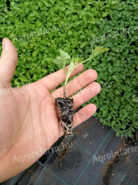 Lucullus paradicsompalánta eladó