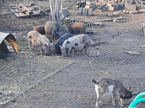 Terményt vagy szénabálát keresek