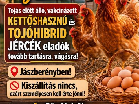 Jérce eladó (baromfi,tyúk,csirke)