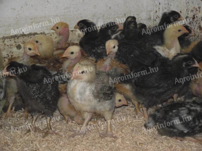 Előnevelt vegyeshasznú csirke eladó