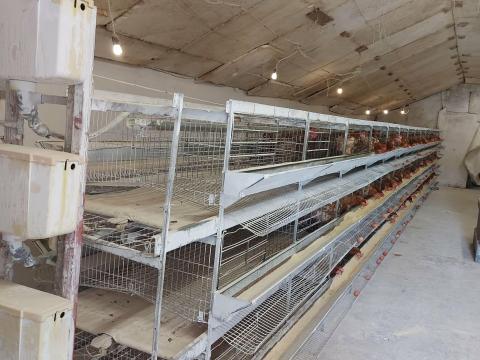 Tojótyúk ketrec eladó Tojótyúk ketrec eladó