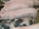 Eladó 6 db 35-40 kg süldő malac