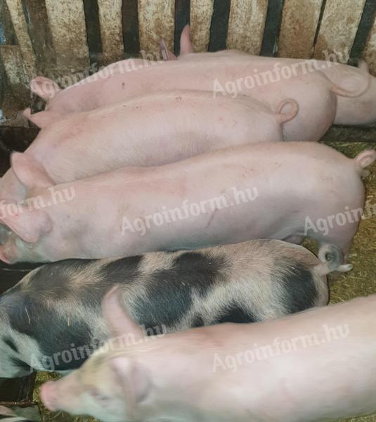 Eladó 6 db 35-40 kg süldő malac