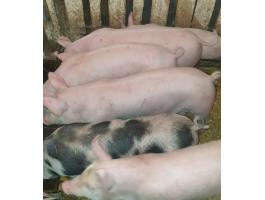 Eladó 6 db 35-40 kg süldő malac