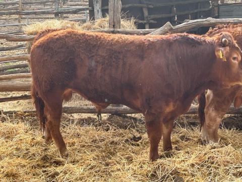 Limousin tenyészbika