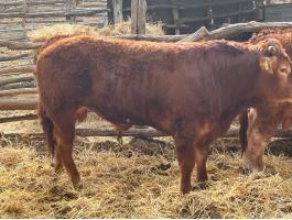 Limousin tenyészbika