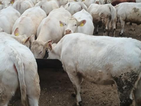 Eladó 42 db Charolais vemhes üsző