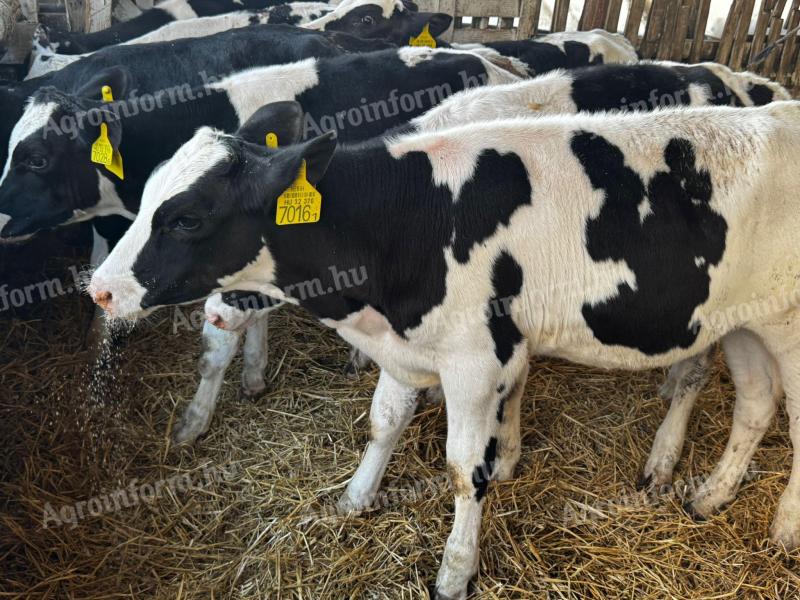 8 db 12 hetes hf bika borju eladó