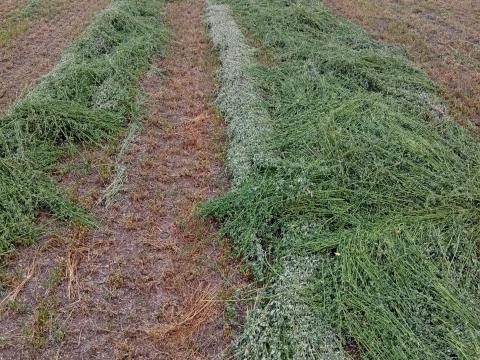 Szántóföldet,  lucernaföldet,  legelőt bérelnék
