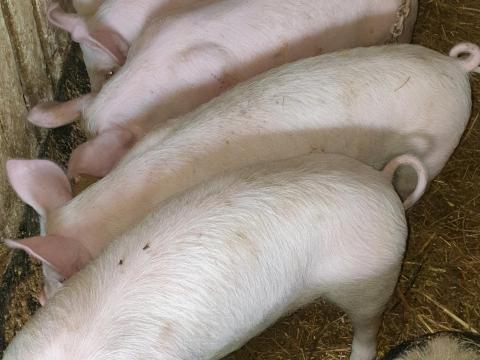 Eladó 6 db szép, 35-40 kg-os süldő malac
