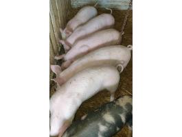 Eladó 6 db szép, 35-40 kg-os süldő malac