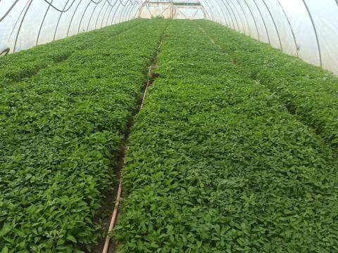 Fűszerpaprika palánta szegedi-80 eladó Fűszerpaprika palánta szegedi-80 eladó